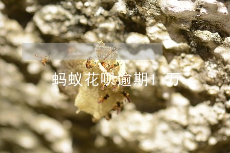 蚂蚁花呗逾期1万 蚂蚁花呗逾期1万