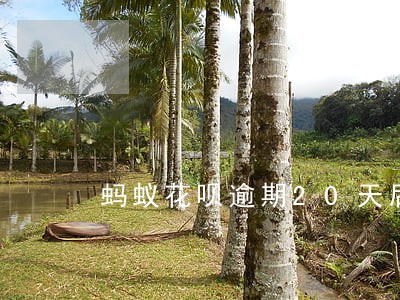 蚂蚁花呗逾期20天后还 蚂蚁花呗逾期20天后还