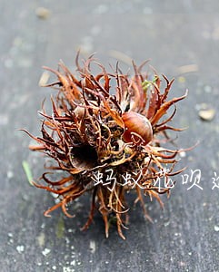 蚂蚁花呗逾期29天