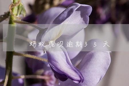 蚂蚁花呗逾期35天 蚂蚁花呗逾期35天