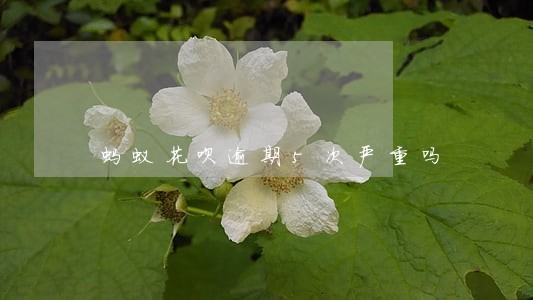 蚂蚁花呗逾期5次严重吗 蚂蚁花呗逾期5次严重吗
