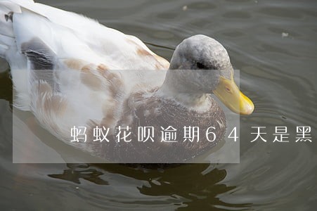 蚂蚁花呗逾期64天是黑名单嘛 蚂蚁花呗逾期64天是黑名单嘛