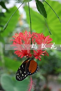 蚂蚁花呗逾期6天会怎们样 蚂蚁花呗逾期6天会怎们样