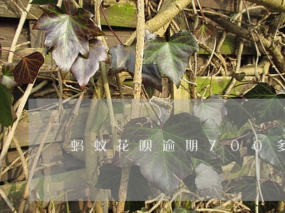 蚂蚁花呗逾期700多 蚂蚁花呗逾期700多
