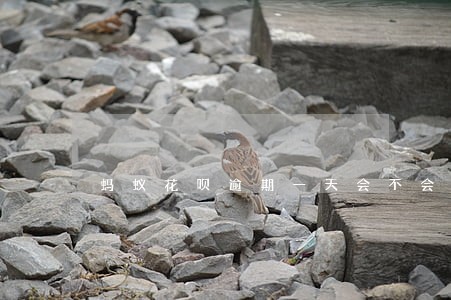 蚂蚁花呗逾期一天会不会有事 蚂蚁花呗逾期一天会不会有事