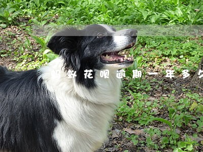 蚂蚁花呗逾期一年多久 蚂蚁花呗逾期一年多久