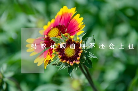 蚂蚁花呗逾期不还会上征信 蚂蚁花呗逾期不还会上征信