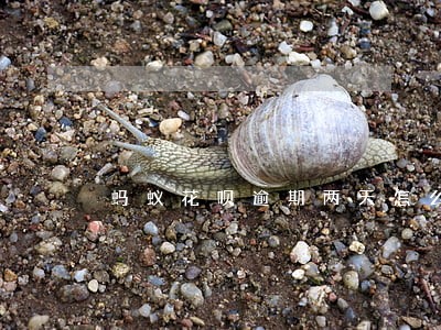 蚂蚁花呗逾期两天怎么办 蚂蚁花呗逾期两天怎么办