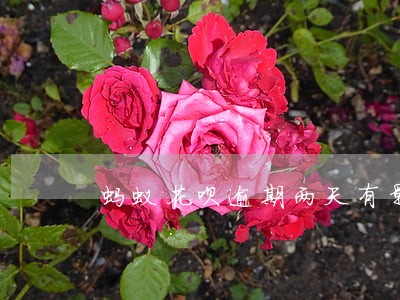 蚂蚁花呗逾期两天有影响吗