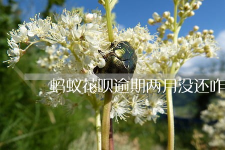 蚂蚁花呗逾期两月没还咋样 蚂蚁花呗逾期两月没还咋样