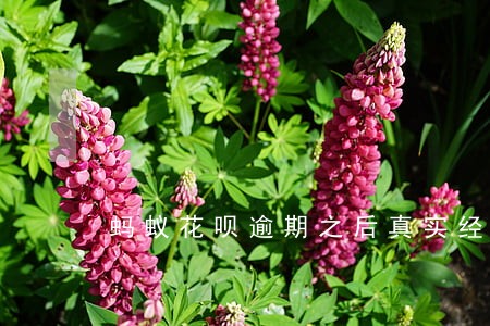 蚂蚁花呗逾期之后真实经历 蚂蚁花呗逾期之后真实经历