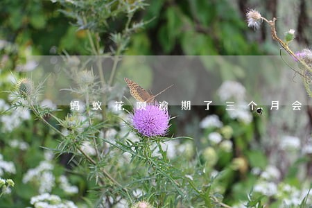 蚂蚁花呗逾期了三个月会咋样