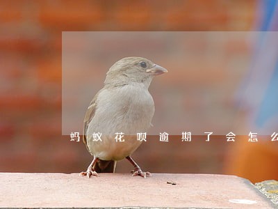 蚂蚁花呗逾期了会怎么样 蚂蚁花呗逾期了会怎么样