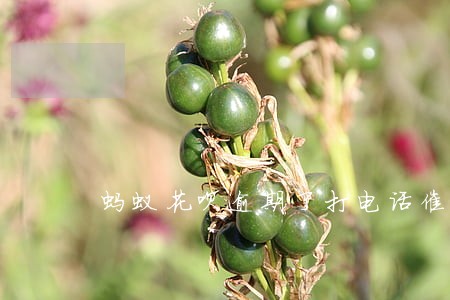 蚂蚁花呗逾期了打电话催还
