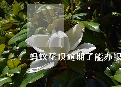 蚂蚁花呗逾期了能办银行卡吗