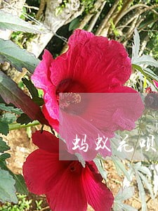 蚂蚁花呗逾期五分钟