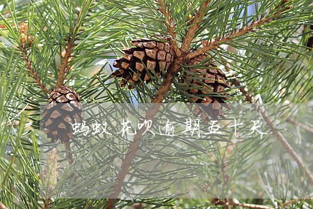 蚂蚁花呗逾期五十天 蚂蚁花呗逾期五十天