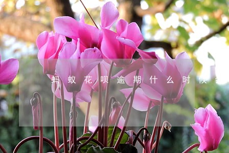 蚂蚁花呗逾期什么时候会自动扣钱 蚂蚁花呗逾期什么时候会自动扣钱