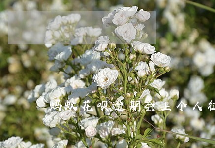 蚂蚁花呗逾期会上个人征信