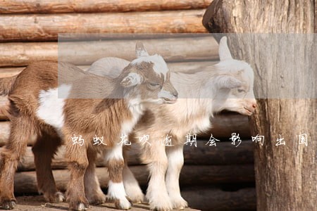 蚂蚁花呗逾期会影响出国吗 蚂蚁花呗逾期会影响出国吗