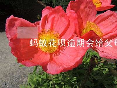蚂蚁花呗逾期会给父母 蚂蚁花呗逾期会给父母