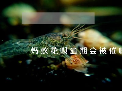 蚂蚁花呗逾期会被催收吗 蚂蚁花呗逾期会被催收吗
