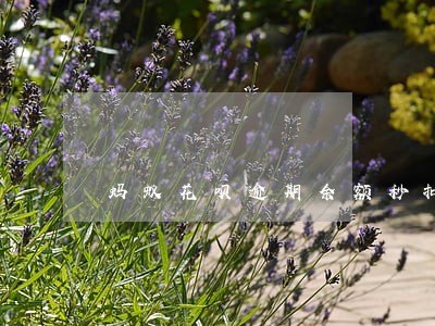 蚂蚁花呗逾期余额秒扣 蚂蚁花呗逾期余额秒扣