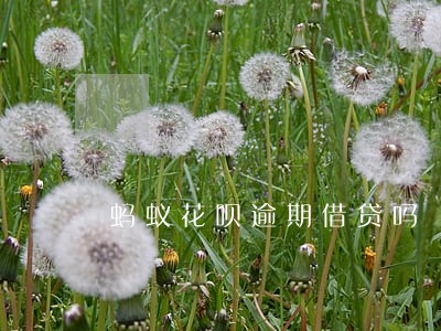 蚂蚁花呗逾期借贷吗 蚂蚁花呗逾期借贷吗
