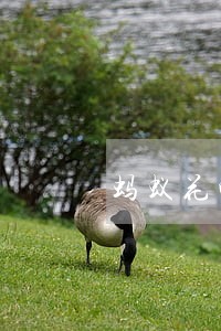 蚂蚁花呗逾期停用后怎么恢复 蚂蚁花呗逾期停用后怎么恢复