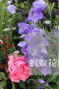 蚂蚁花呗逾期催收说延期 蚂蚁花呗逾期催收说延期