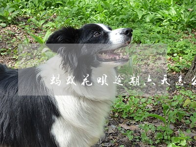 蚂蚁花呗逾期六天怎么办 蚂蚁花呗逾期六天怎么办