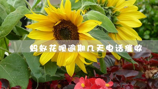 蚂蚁花呗逾期几天电话催收 蚂蚁花呗逾期几天电话催收