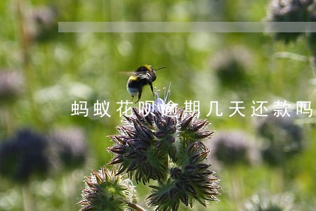 蚂蚁花呗逾期几天还款吗