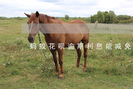 蚂蚁花呗逾期利息能减免吗 蚂蚁花呗逾期利息能减免吗