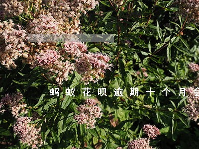 蚂蚁花呗逾期十个月会恢复 蚂蚁花呗逾期十个月会恢复