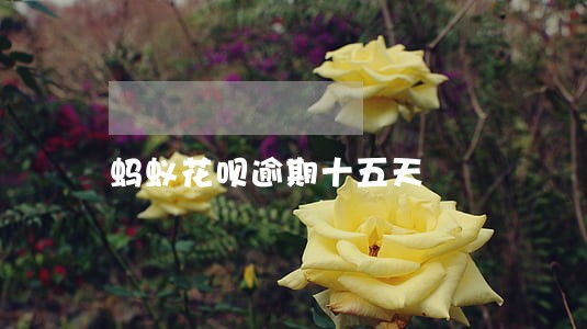 蚂蚁花呗逾期十五天 蚂蚁花呗逾期十五天