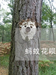 蚂蚁花呗逾期半年多 蚂蚁花呗逾期半年多