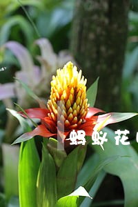 蚂蚁花呗逾期后就要全部还完吗