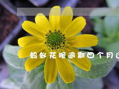 蚂蚁花呗逾期四个月还款后果