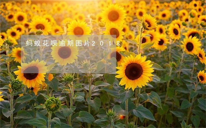 蚂蚁花呗逾期图片2018 蚂蚁花呗逾期图片2018