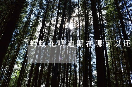 蚂蚁花呗逾期在哪可以还清