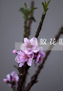蚂蚁花呗逾期多久会有记录 蚂蚁花呗逾期多久会有记录