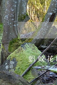 蚂蚁花呗逾期多久要一次性还款 蚂蚁花呗逾期多久要一次性还款