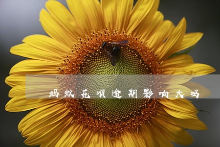 蚂蚁花呗逾期影响大吗 蚂蚁花呗逾期影响大吗