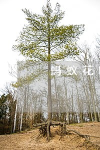蚂蚁花呗逾期影响房贷么 蚂蚁花呗逾期影响房贷么