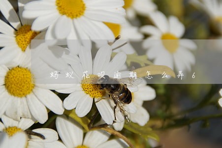 蚂蚁花呗逾期怎么弄6 蚂蚁花呗逾期怎么弄6