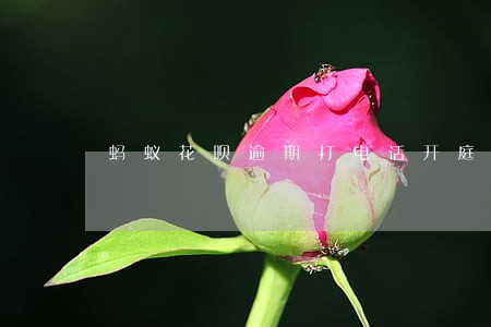 蚂蚁花呗逾期打电话开庭 蚂蚁花呗逾期打电话开庭