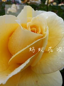蚂蚁花呗逾期率与信用卡 蚂蚁花呗逾期率与信用卡