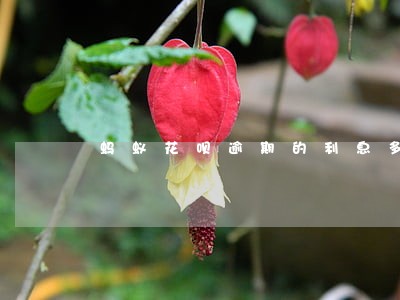 蚂蚁花呗逾期的利息多吗 蚂蚁花呗逾期的利息多吗