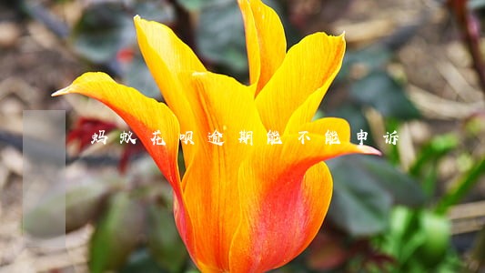 蚂蚁花呗逾期能不能申诉 蚂蚁花呗逾期能不能申诉
